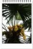 Saw Palmetto Fruit Extract 